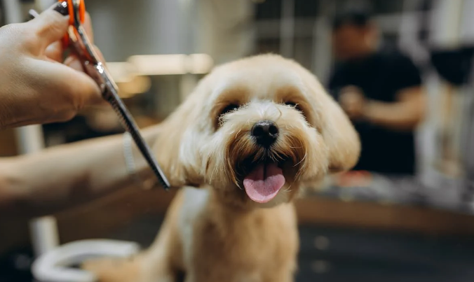 Happy dog ready for a groom
